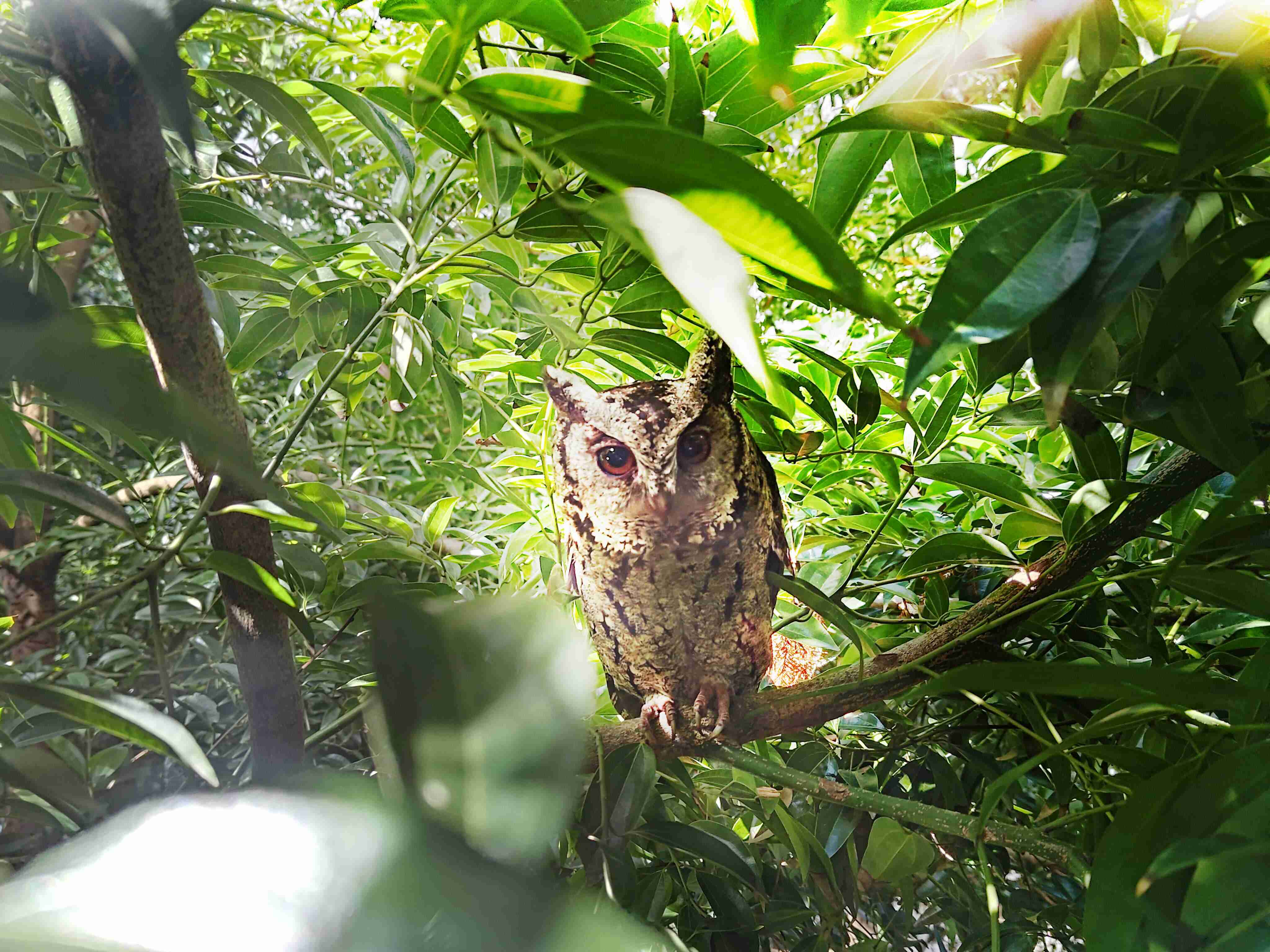 巨星国际致力提倡净零绿生活，，16年以来在全球各厂区植树逾百万棵，，，造就各厂区树木蔚然成林，，，，犹如森林工厂，，，成为许多生物的栖息地